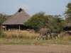 Selous Safari Camp - elephants